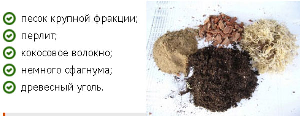 Грунт для антуриума: какая почва нужна для цветка