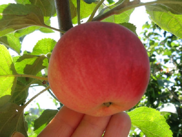 Яблоня сорта Осенняя радость: фото и описание