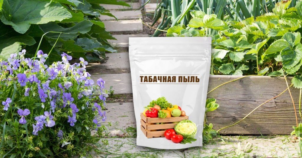 Йод и зеленка против вредителей и болезней клубники