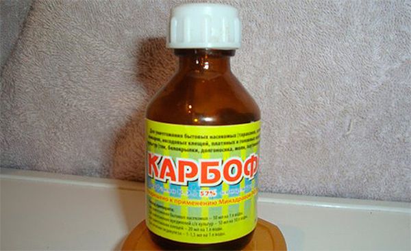 Как эффективно бороться с тлей на смородине