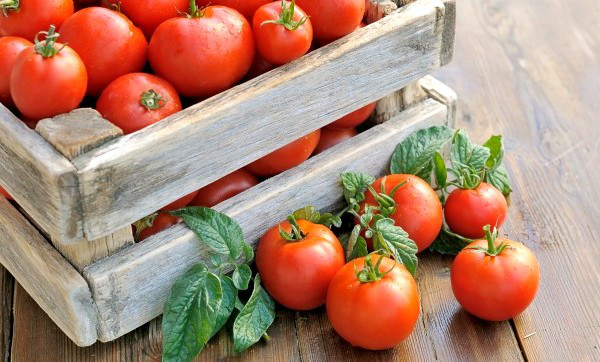 Как использовать йод для помидор как удобрение
