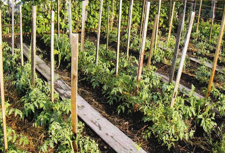 Как подвязывать помидоры в открытом грунте – простые способы для хорошего урожая