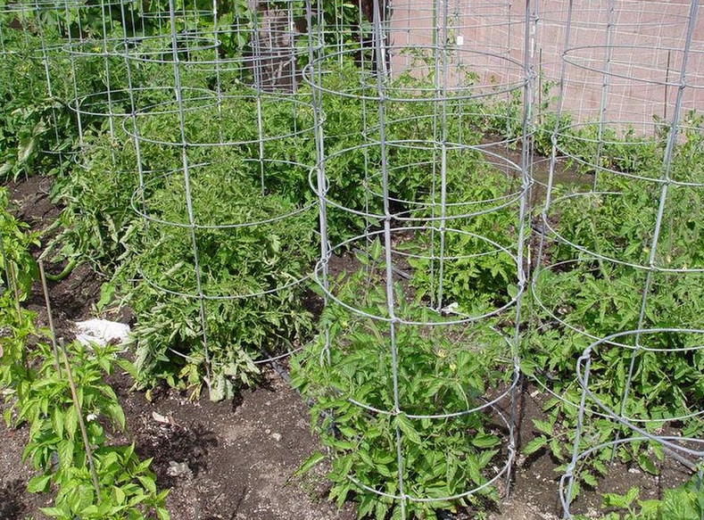 Как подвязывать помидоры в открытом грунте – простые способы для хорошего урожая