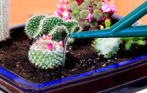 Как поливать кактус в домашних условия: частота и правила