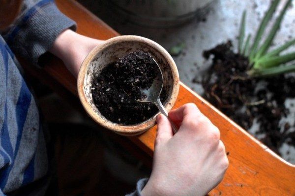 Как посадить алоэ в домашних условиях: грунт, горшок, правила