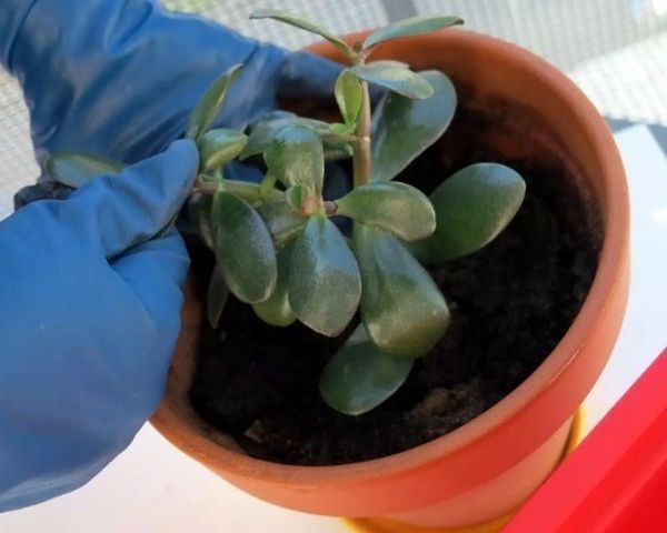Как посадить денежное дерево для привлечения богатства