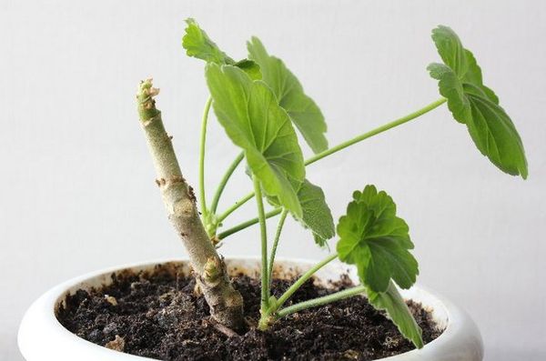 Как посадить герань отростком без корней: правила