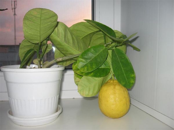 Как посадить лимон в домашних условиях: основные правила