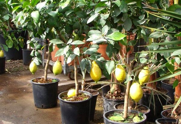 Как посадить лимон в домашних условиях: основные правила