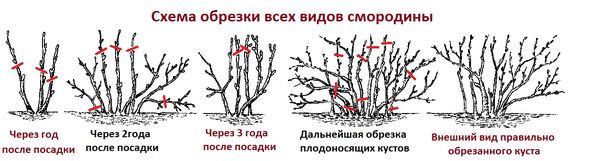 Как правильно обрезать и сформировать кусты крыжовника и смородины