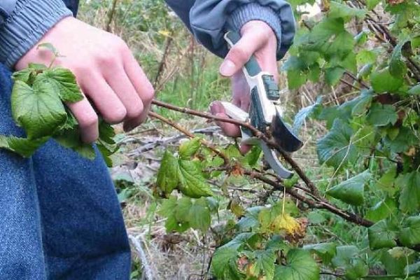 Как правильно обрезать и сформировать кусты крыжовника и смородины