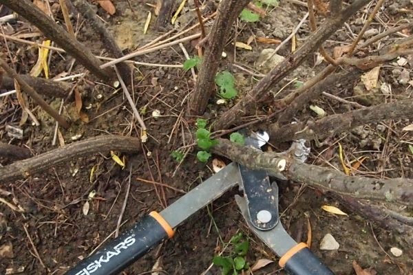 Как правильно обрезать и сформировать кусты крыжовника и смородины