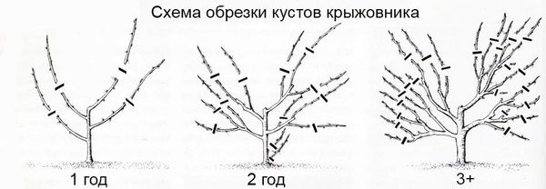 Как правильно обрезать и сформировать кусты крыжовника и смородины