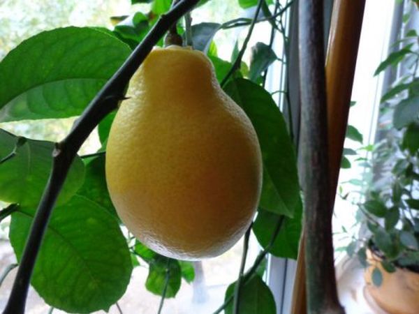 Как привить лимон в домашних условиях: инструкция