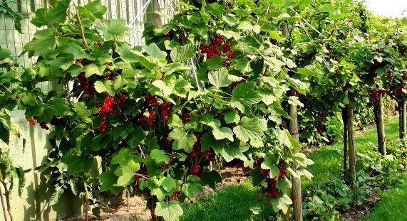 Как сделать форму штамба у смородины