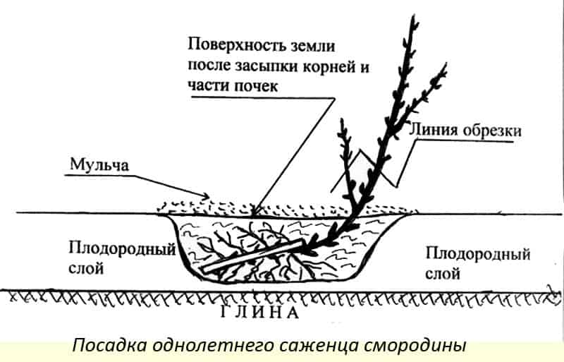 Как сделать форму штамба у смородины