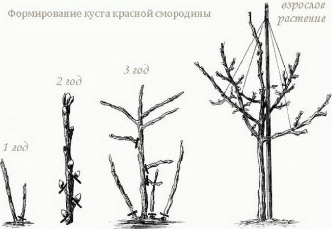 Как сделать форму штамба у смородины