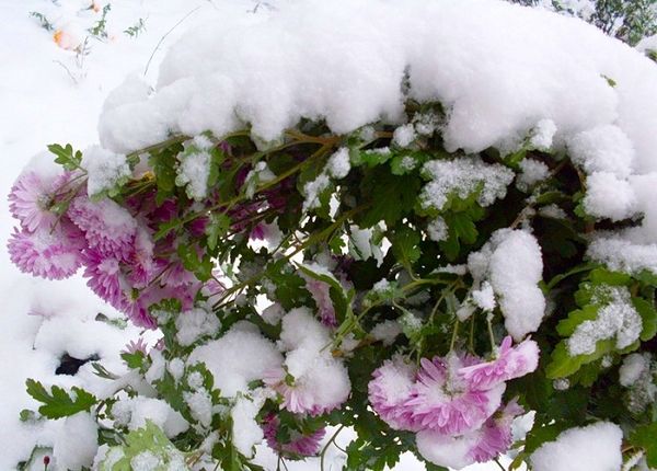 Как сохранить хризантемы зимой и когда доставать весной