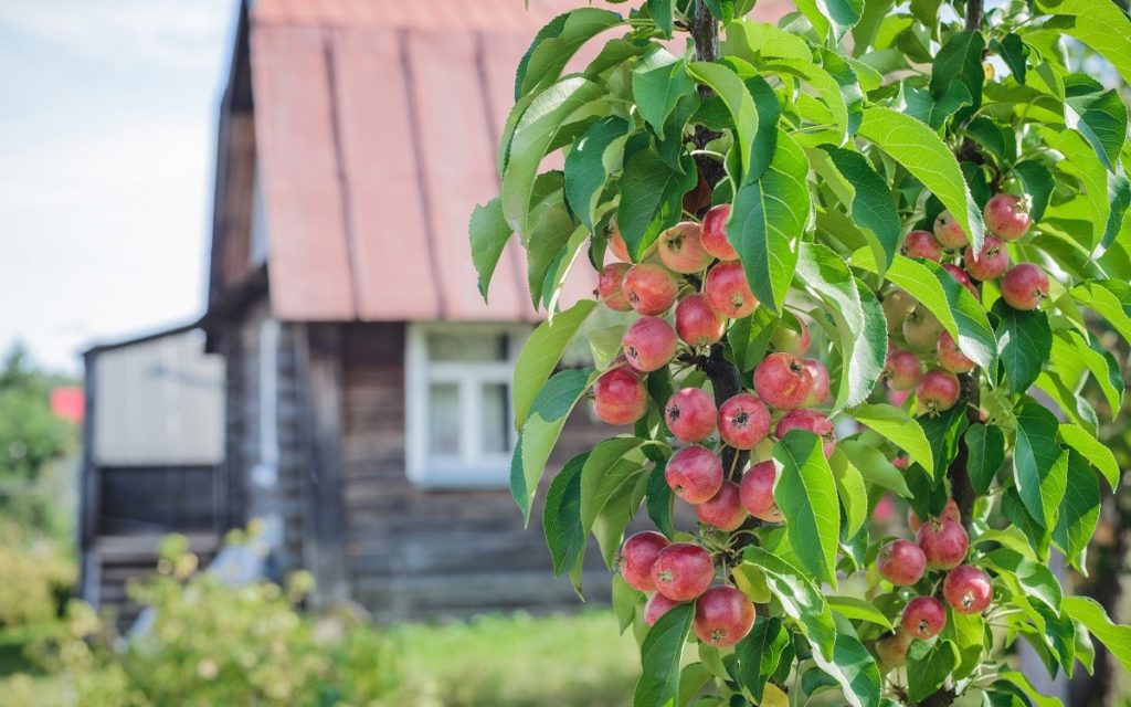 Как ухаживать за яблоней весной, летом, осенью
