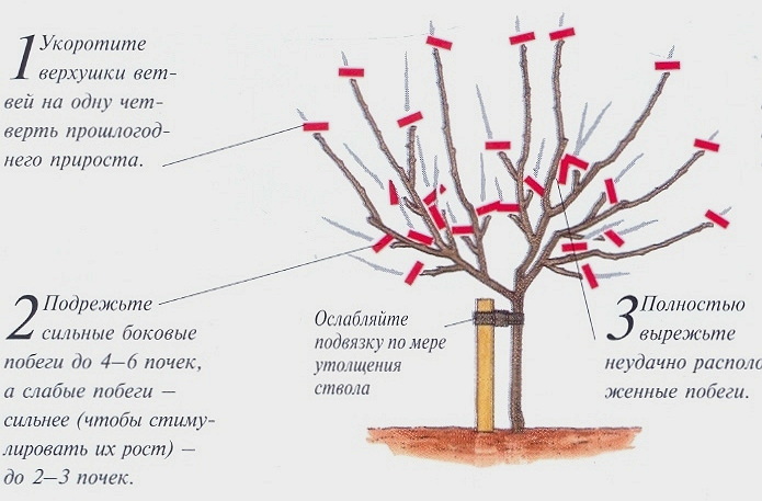 Как ухаживать за яблоней весной, летом, осенью