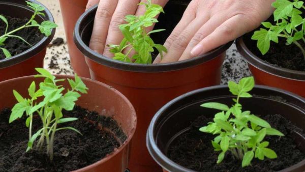 Как выбрать и применять стимуляторы роста для рассады томатов