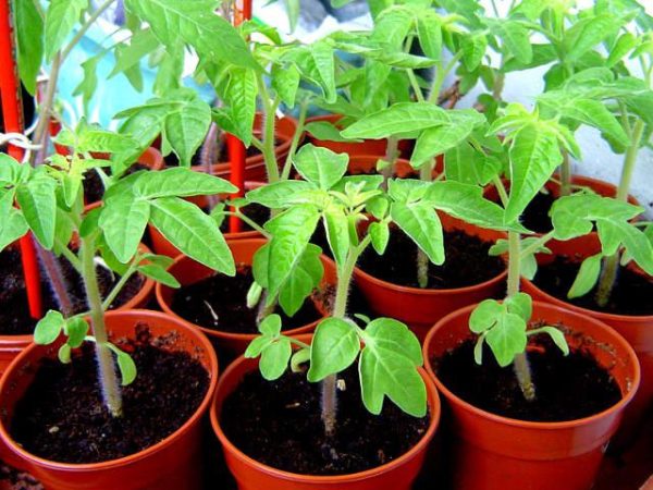 Как выбрать и применять стимуляторы роста для рассады томатов