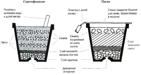 Как вырастить бонсай из семян в домашних условиях