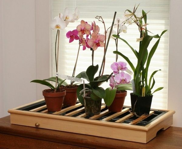 Как вырастить орхидею из семян в домашних условиях: посадка и уход