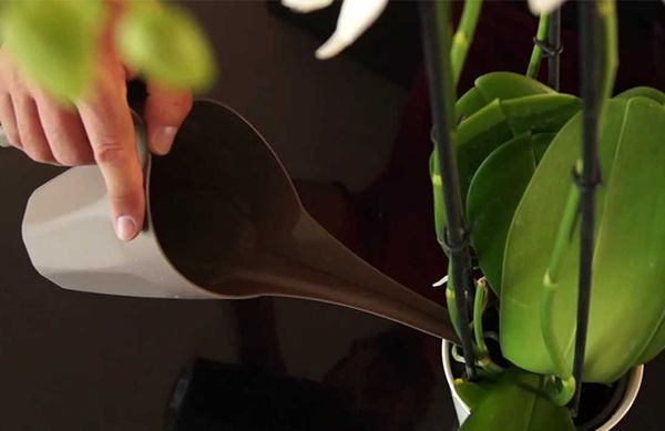 Как заставить орхидею выпустить цветонос в домашних условиях