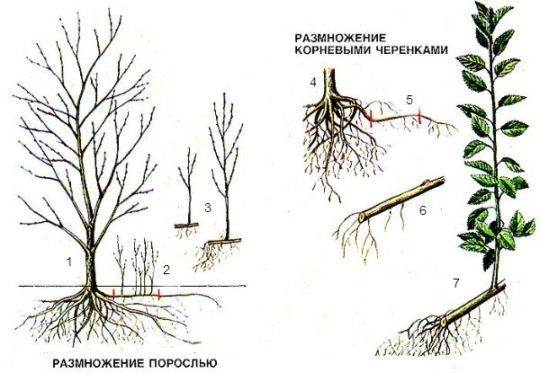 Каким способом эффективно размножить вишню в саду