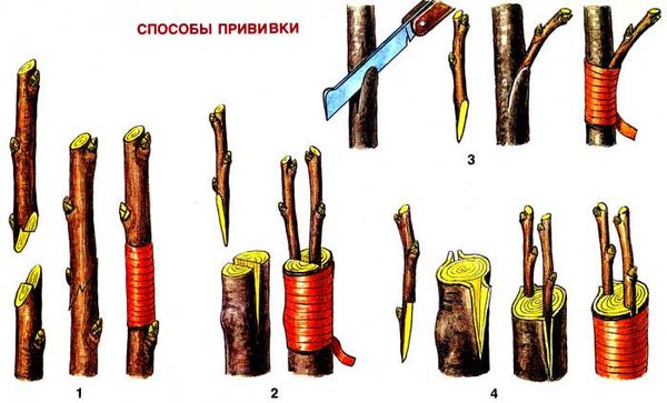 Каким способом эффективно размножить вишню в саду