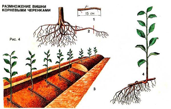 Каким способом эффективно размножить вишню в саду