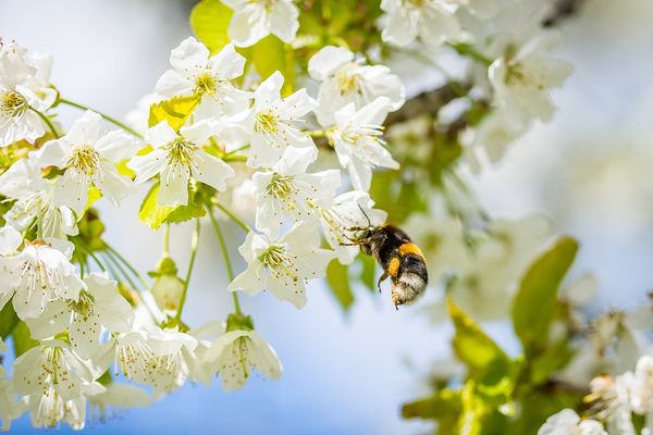 Какими способами происходит опыление деревьев вишни