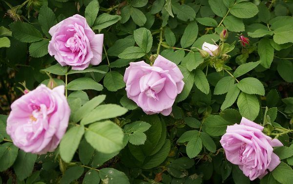 Канадские розы: особенности посадки и ухода за видом
