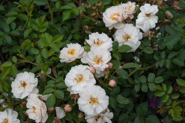 Канадские розы: особенности посадки и ухода за видом