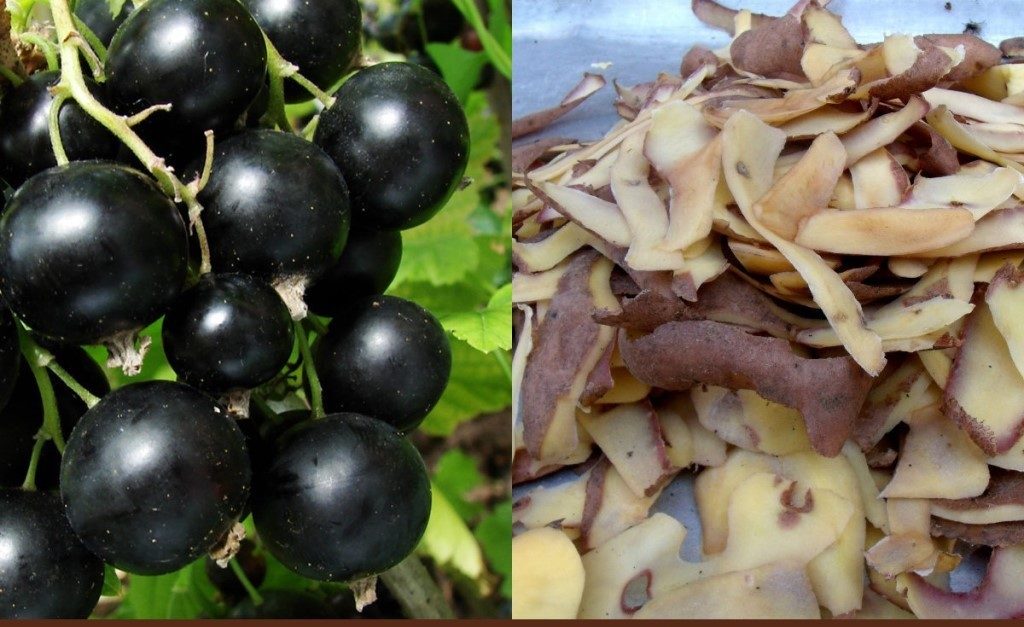 Картофельные очистки как удобрение для садовых культур