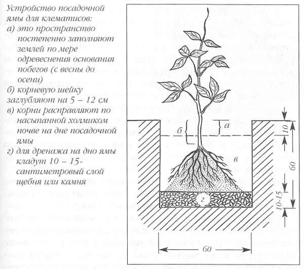 Клематис Тайга (Clematis Taiga): описание и фото гибридного сорта + особенности посадки, размножения, ухода и обрезки