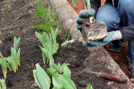 Когда лучше сажать тюльпаны: весной или осенью + преимущества и недостатки весенней и осенней посадок, отзывы цветоводов