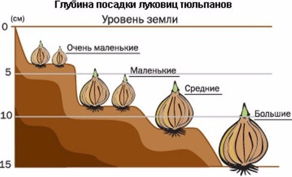 Когда лучше сажать тюльпаны: весной или осенью + преимущества и недостатки весенней и осенней посадок, отзывы цветоводов