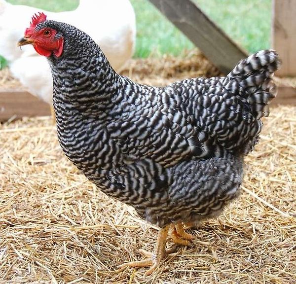 Куры породы доминант: фото и описание