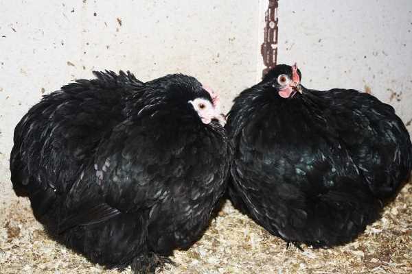 Куры породы Кохинхин: описание, фото и отзывы