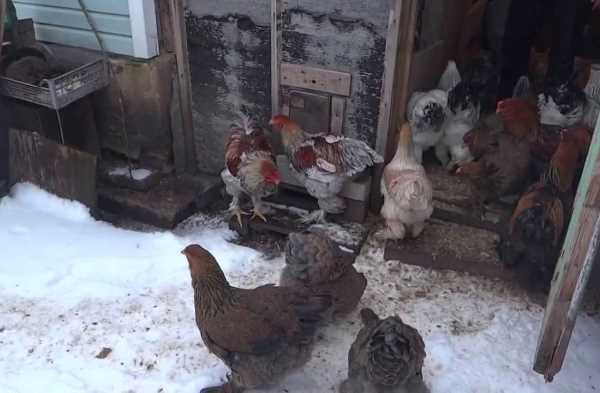 Куры породы Кохинхин: описание, фото и отзывы