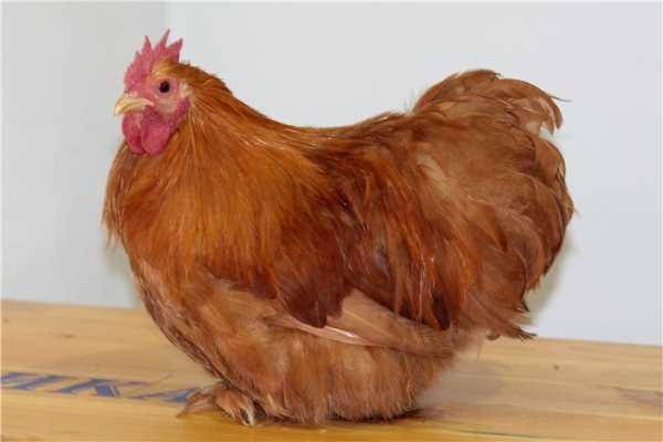 Куры породы Кохинхин: описание, фото и отзывы