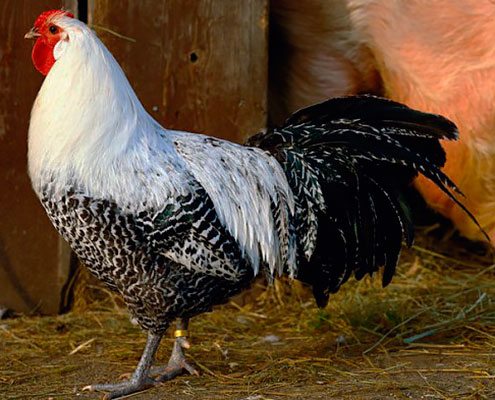Куры породы Вестфальский тотлегер: описание, фото