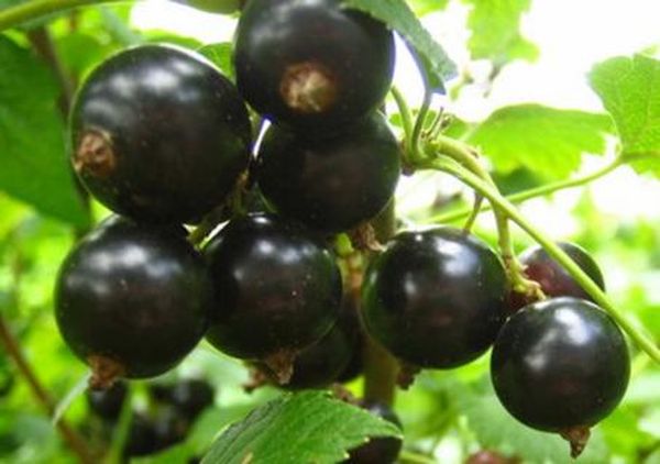 Лучшие сорта черной смородины для выращивания в Сибири