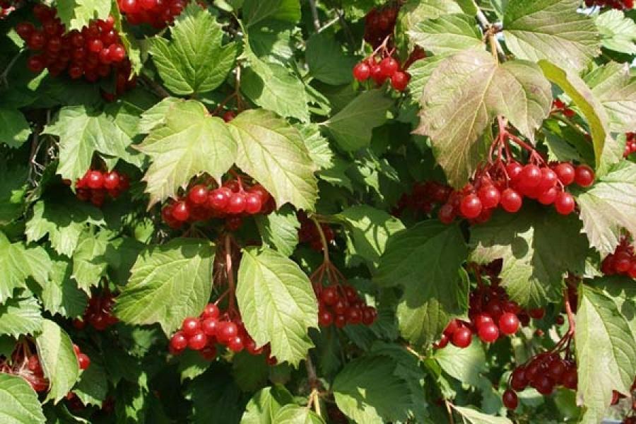 Лучшие сорта калины