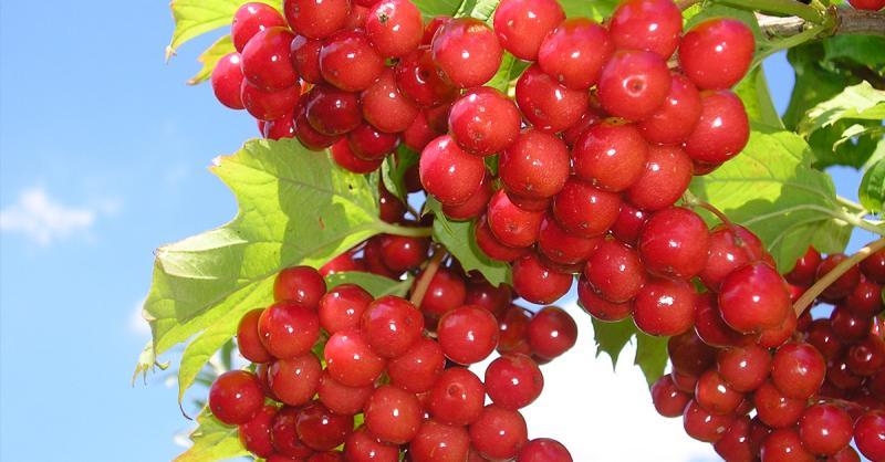 Лучшие сорта калины