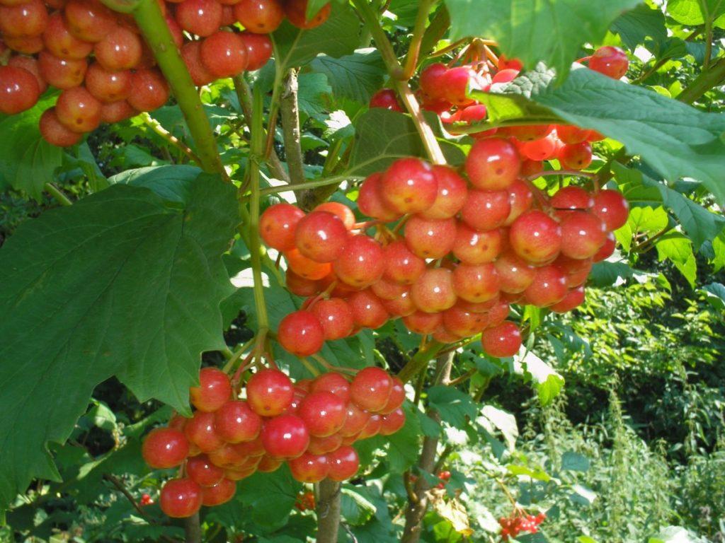 Лучшие сорта калины