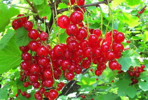 Лучшие сорта красной смородины для выращивания в Подмосковье