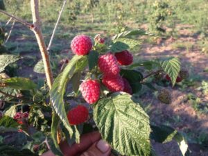 Лучшие сорта малины Лучшие сорта малины